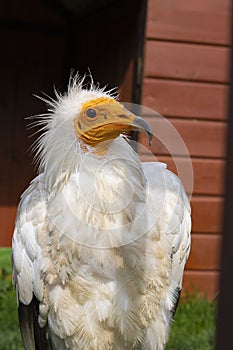 Egyptian Neophron percnopterus bird of prey, the white scavenger vulture or pharaoh`s chicken, closeup on brown planks
