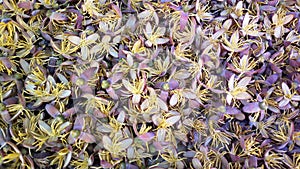 Egyptian Palm Flowers spread on floor