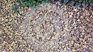 Egyptian Palm Flowers spread on floor