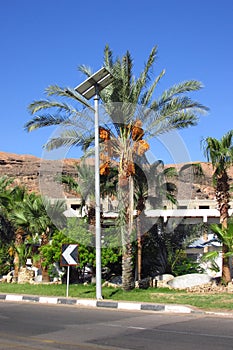 Egyptian palm trees near the old city of Sharm El Sheikh