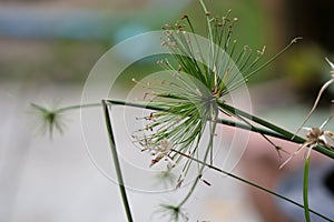 Egyptian paper plant or Cyperus papyrus L., waterfront plants in the garden.