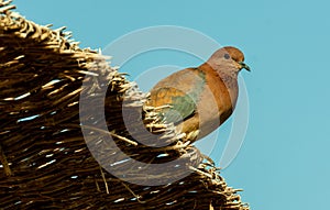 Egyptian pigeons on the territory of the hotel, tame birds, Egypt\'s avifauna, a bird photo