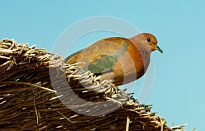 Egyptian pigeons on the territory of the hotel, tame birds, Egypt\'s avifauna, a bird photo