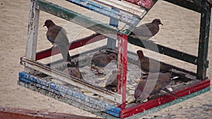 Egyptian pigeons on the territory of the hotel, tame birds, Egypts avifauna