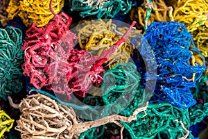 Egyptian plant - desert rose, multi-colored, the whole frame