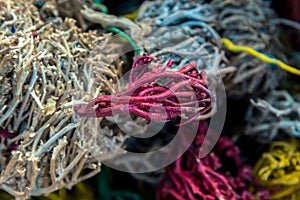 Egyptian plant - desert rose, multi-colored, the whole frame