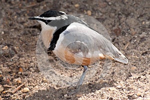 Egyptian plover