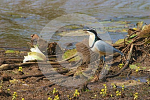 Egyptian plover in Gambia