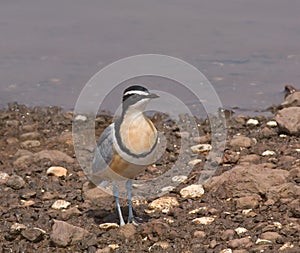 Egyptian Plover in The Gambia