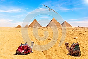 Egyptian Pyramids, camels and a seagull, Giza