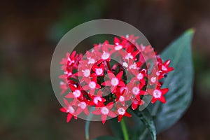 Egyptian star cluster flower with bokeh background