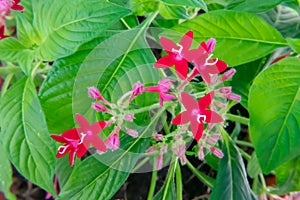 Egyptian star cluster flower in park garden