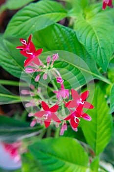 Egyptian star cluster flower in park garden