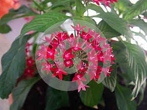 Egyptian star cluster flower in park garden