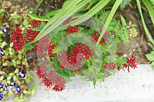 Egyptian star cluster flowers.