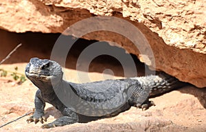 Egyptian Uromastyx emerging from its hiding place