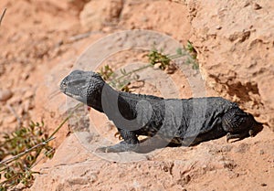 Egyptian Uromastyx emerging from its hiding place