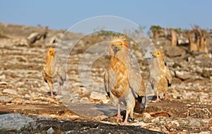 Egyptian Vulture