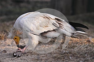 Egyptian vulture