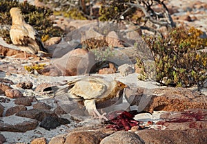 Egyptian Vulture