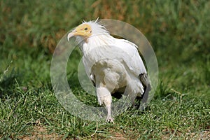 Egyptian vulture