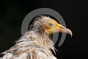 Egyptian Vulture