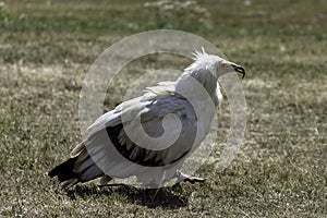 Egyptian vulture also called the white scavenger vulture or pharaoh`s chicken