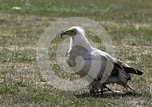 Egyptian vulture also called the white scavenger vulture or pharaoh`s chicken