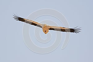 Egyptian Vulture approaching