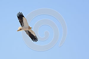 Egyptian Vulture and blue sky