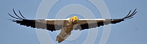 Egyptian Vulture