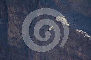 Egyptian Vulture flying in a canyon