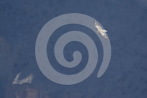 Egyptian Vulture flying in a gorge