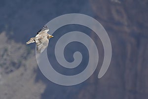 Egyptian Vulture flying over the canyon