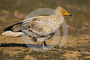 Egyptian Vulture on the ground.
