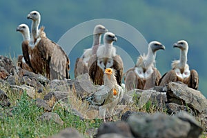 Egyptian vulture with group of Griffon Vulture, big birds of prey sitting on stone, rock mountain, nature habitat, Madzarovo, Bulg