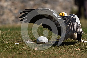 Egyptian Vulture is hunting bird egg Neophron percnopterus bird of prey, also called the white scavenger vulture or pharaoh`s ch