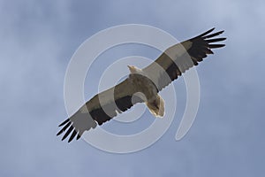 Egyptian vulture, Las Arribes del Duero natural park photo