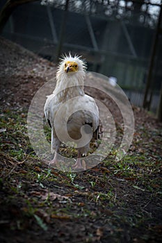 Egyptian vulture looking for food