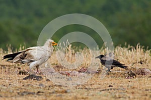 Egyptian Vulture (Neophron percnopterus)