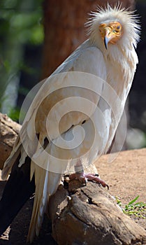 The Egyptian vulture Neophron percnopterus