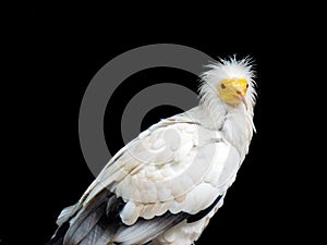 Egyptian Vulture - Neophron percnopterus