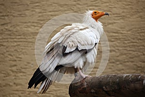 Egyptian vulture (Neophron percnopterus).