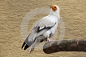 Egyptian vulture (Neophron percnopterus).