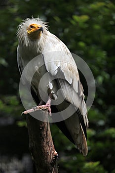 Egyptian vulture (Neophron percnopterus).