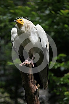 Egyptian vulture (Neophron percnopterus).