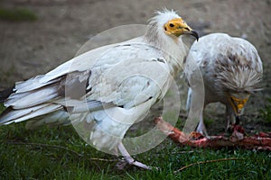 Egyptian vulture (Neophron percnopterus).