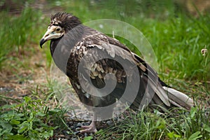 Egyptian vulture (Neophron percnopterus).