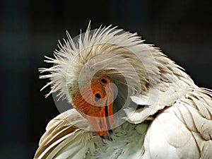 Egyptian Vulture Neophron percnopterus Adult head portrait captive bird