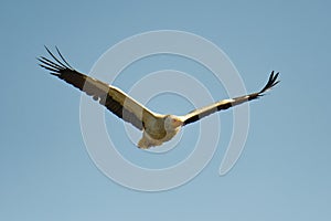 Egyptian Vulture - Neophron percnopterus, also White Scavenger Vulture or Pharaohs Chicken, small Old World vulture bird widely